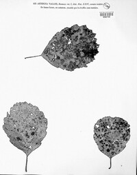 Asterina vagans image